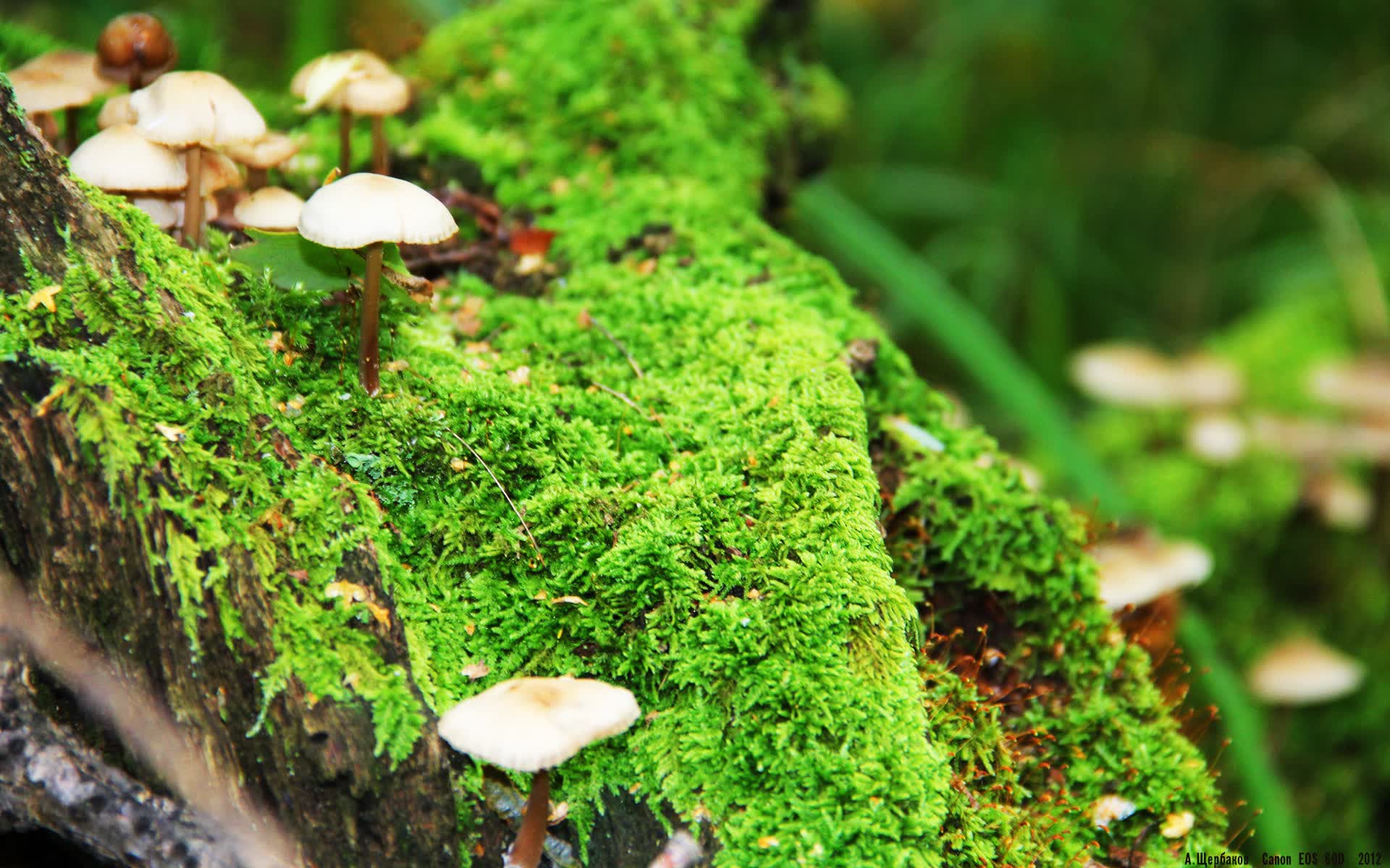 世界举重青训营康复训练教材与导师示范课程第四批上线，世界举重协会官网